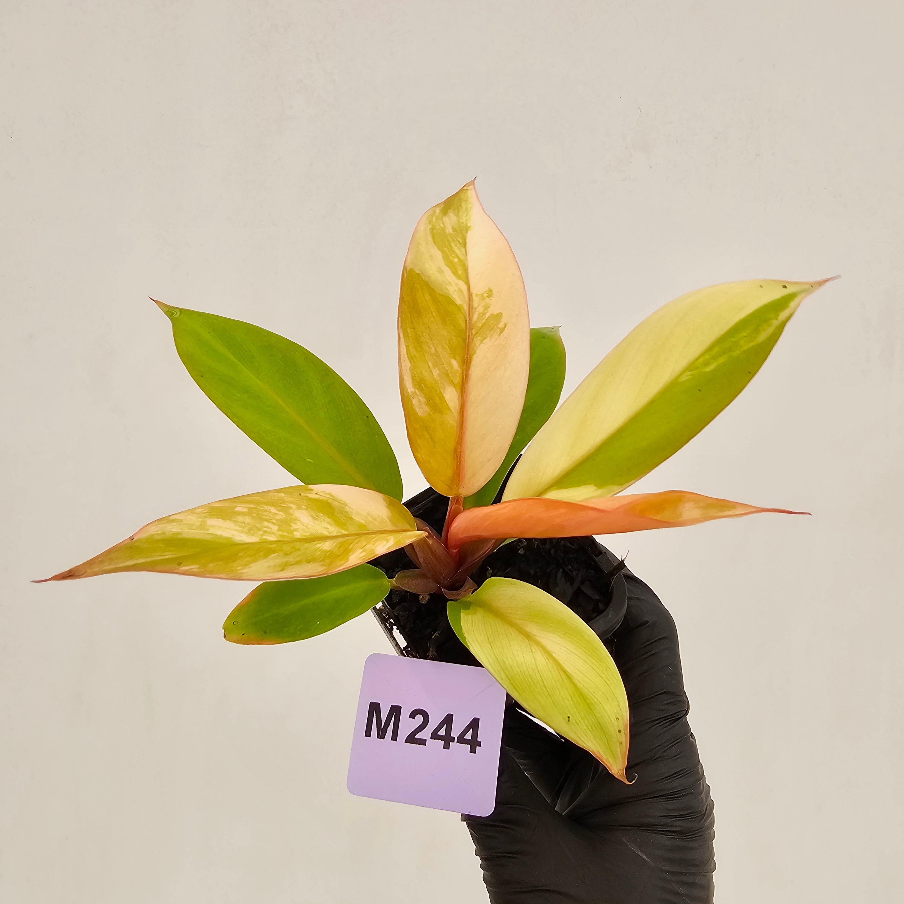 Philodendron Prince of Orange variegated - SALE