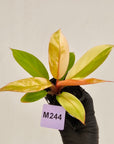 Philodendron Prince of Orange variegated - SALE