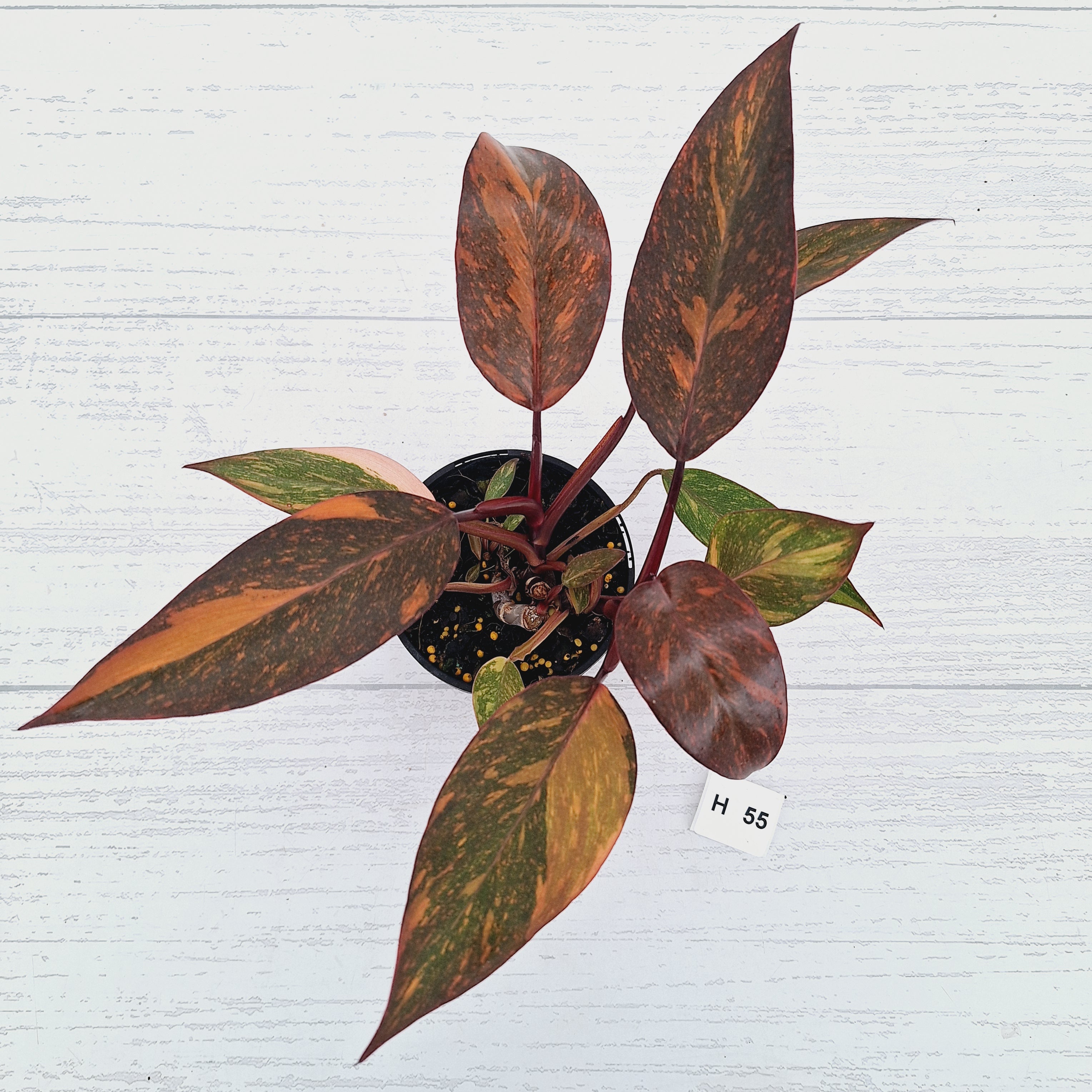 Philodendron 'Orange Princess' - FLASH SALE