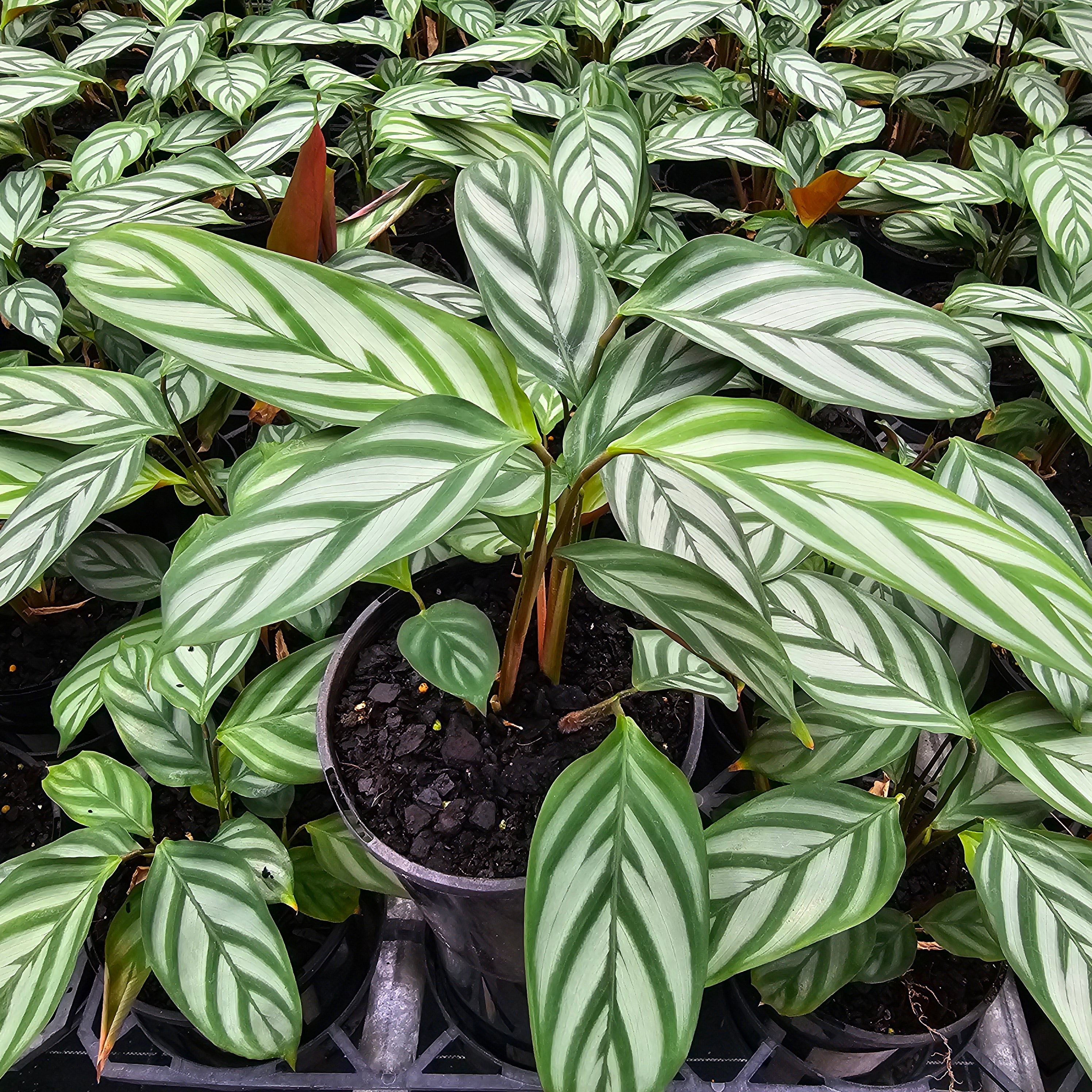 Ctenanthe oppenheimiana