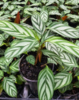 Ctenanthe oppenheimiana