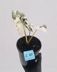 Alocasia ‘Simpo Albo’ Variegata - SALE