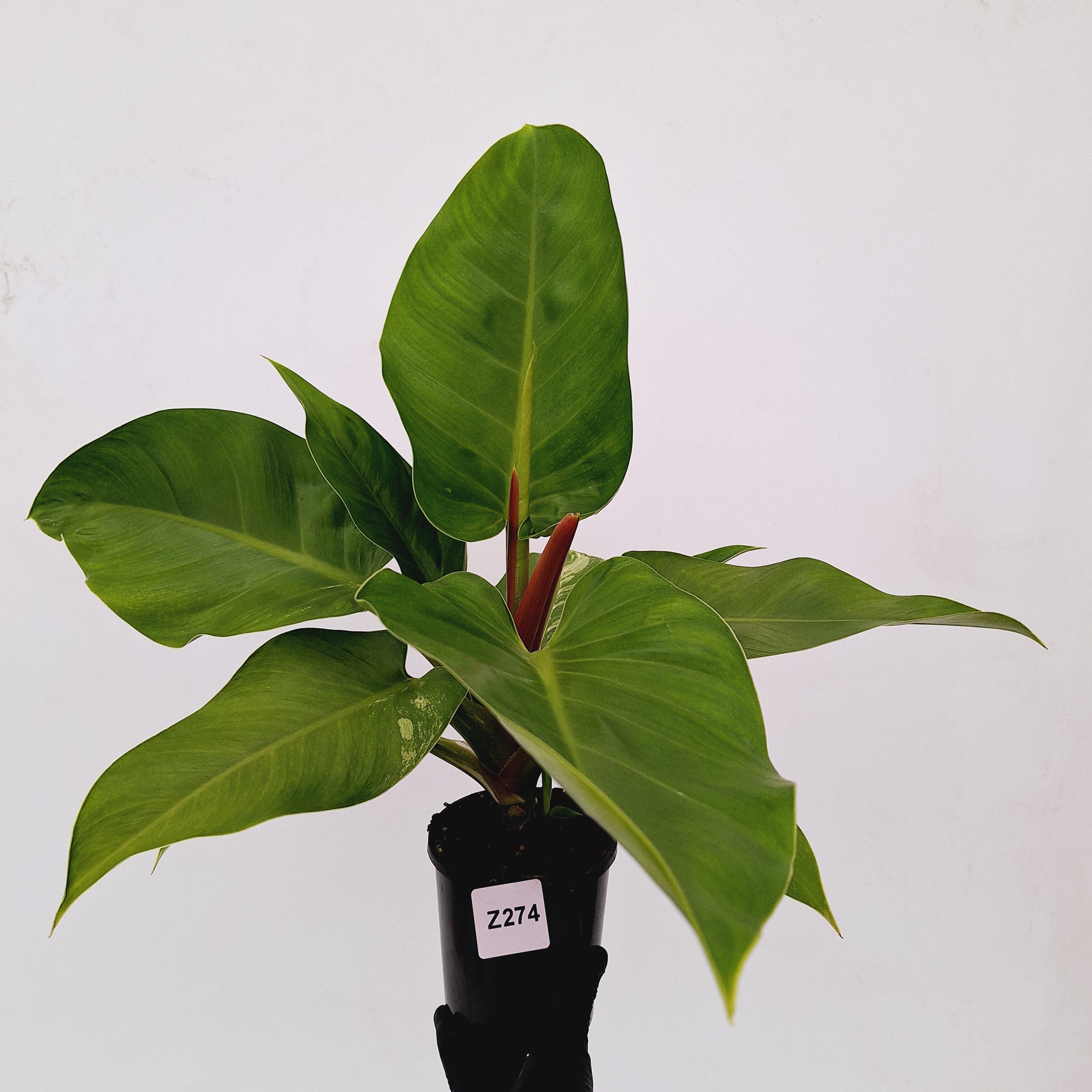 Philodendron imperial green variegata