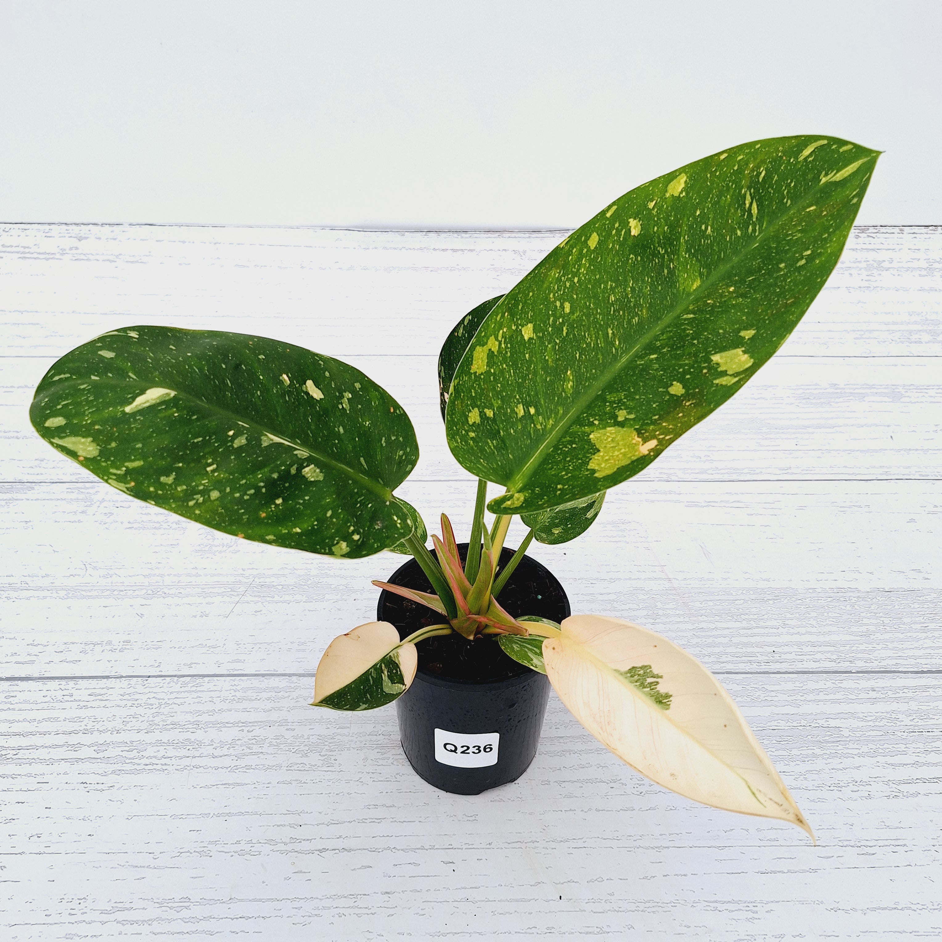 Philodendron Green Congo Variegata (Nuclear)