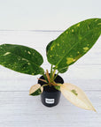 Philodendron Green Congo Variegata (Nuclear)