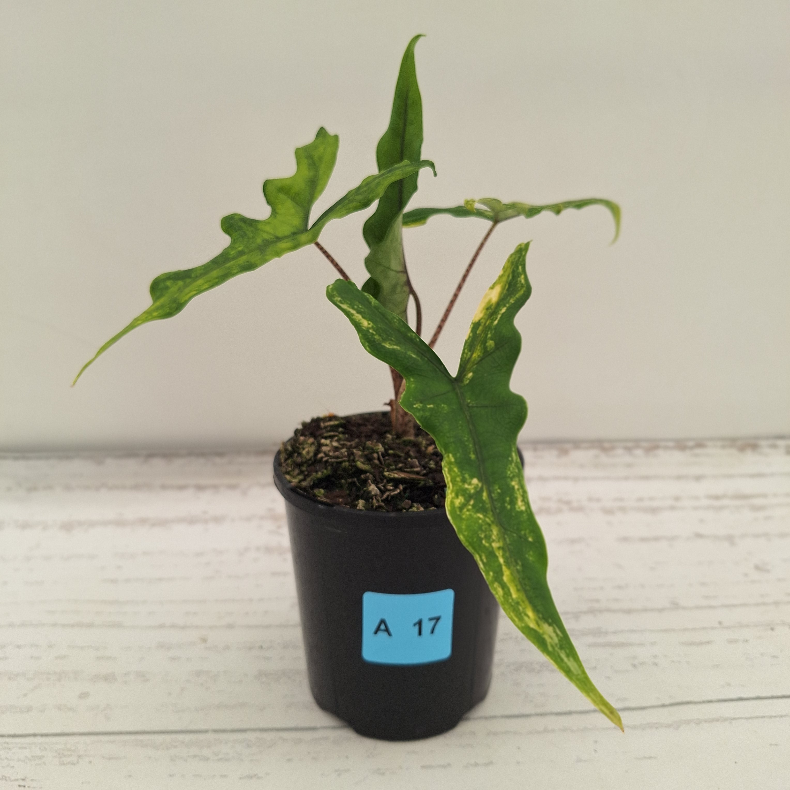 Alocasia sp. ‘Sabrina’ Aurea