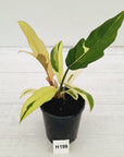 Philodendron serratum Caramel Marble Albo