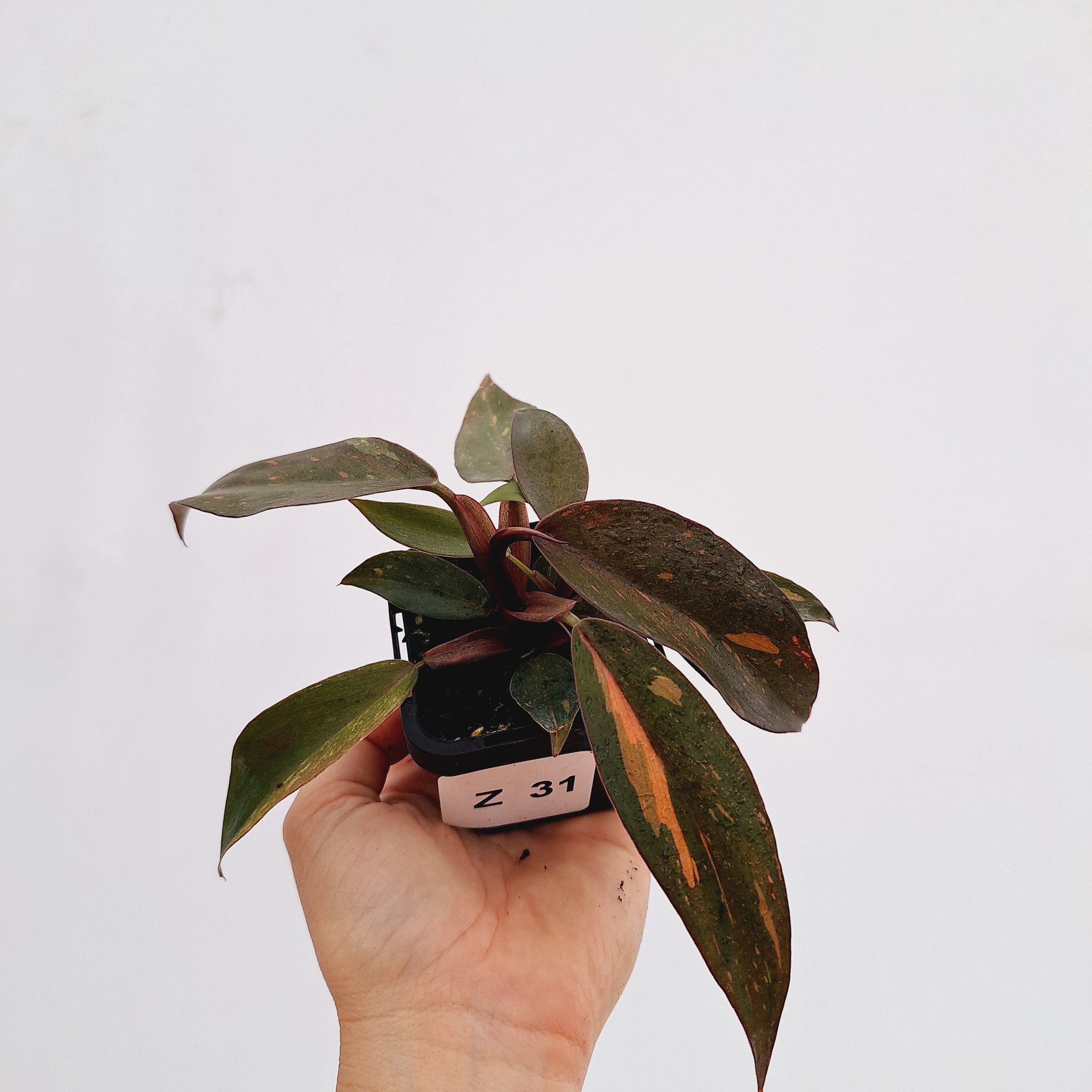 Philodendron &#39;Orange Princess&#39;