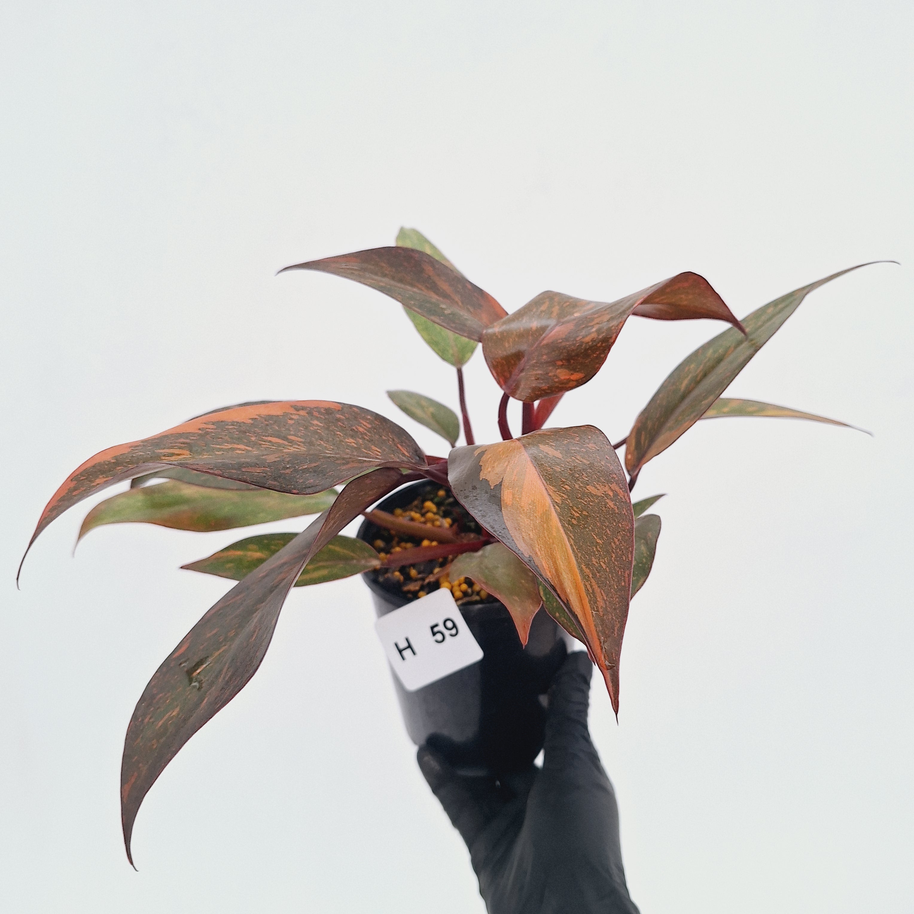 Philodendron 'Orange Princess' - FLASH SALE