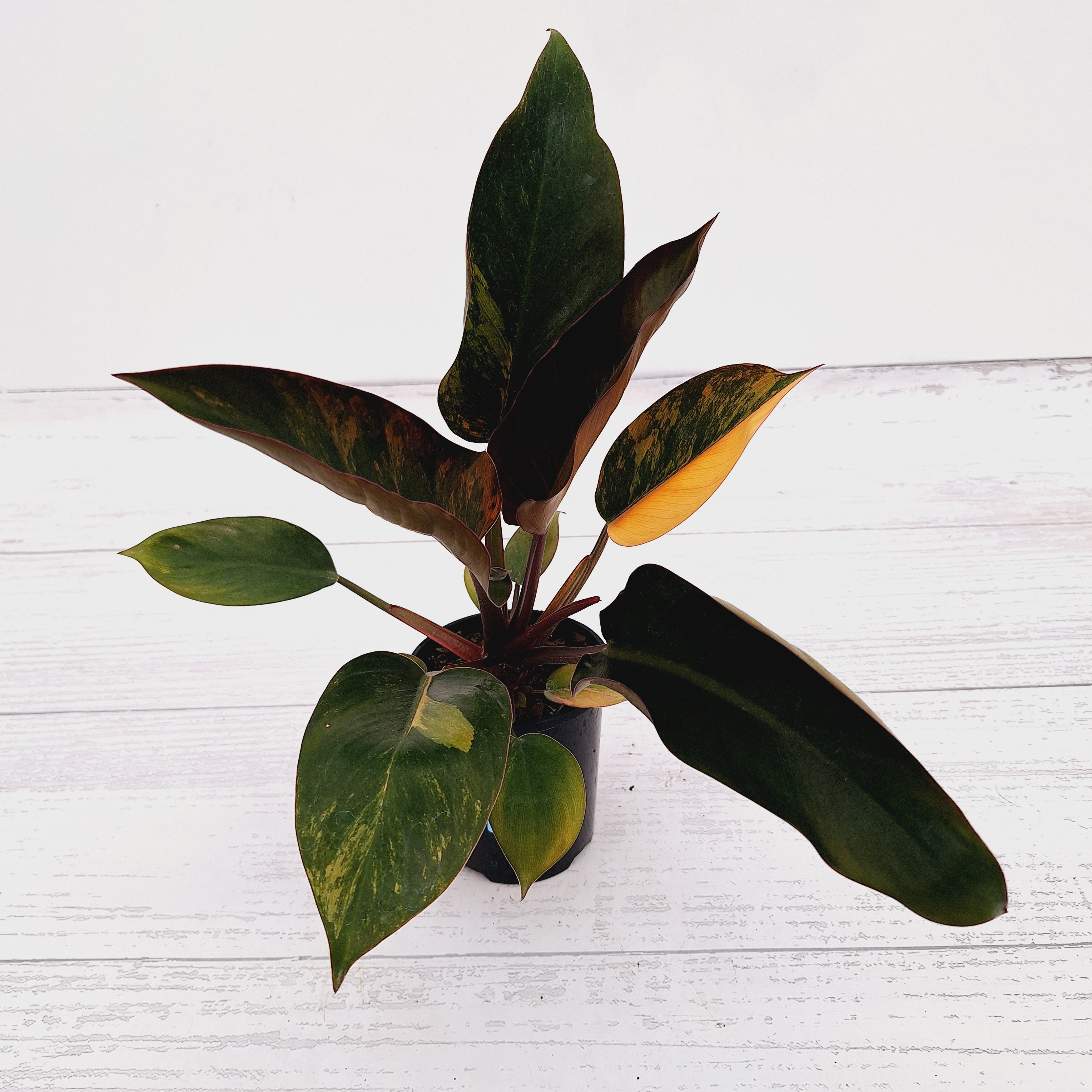 Philodendron &#39;Rojo Congo Variegated&#39;