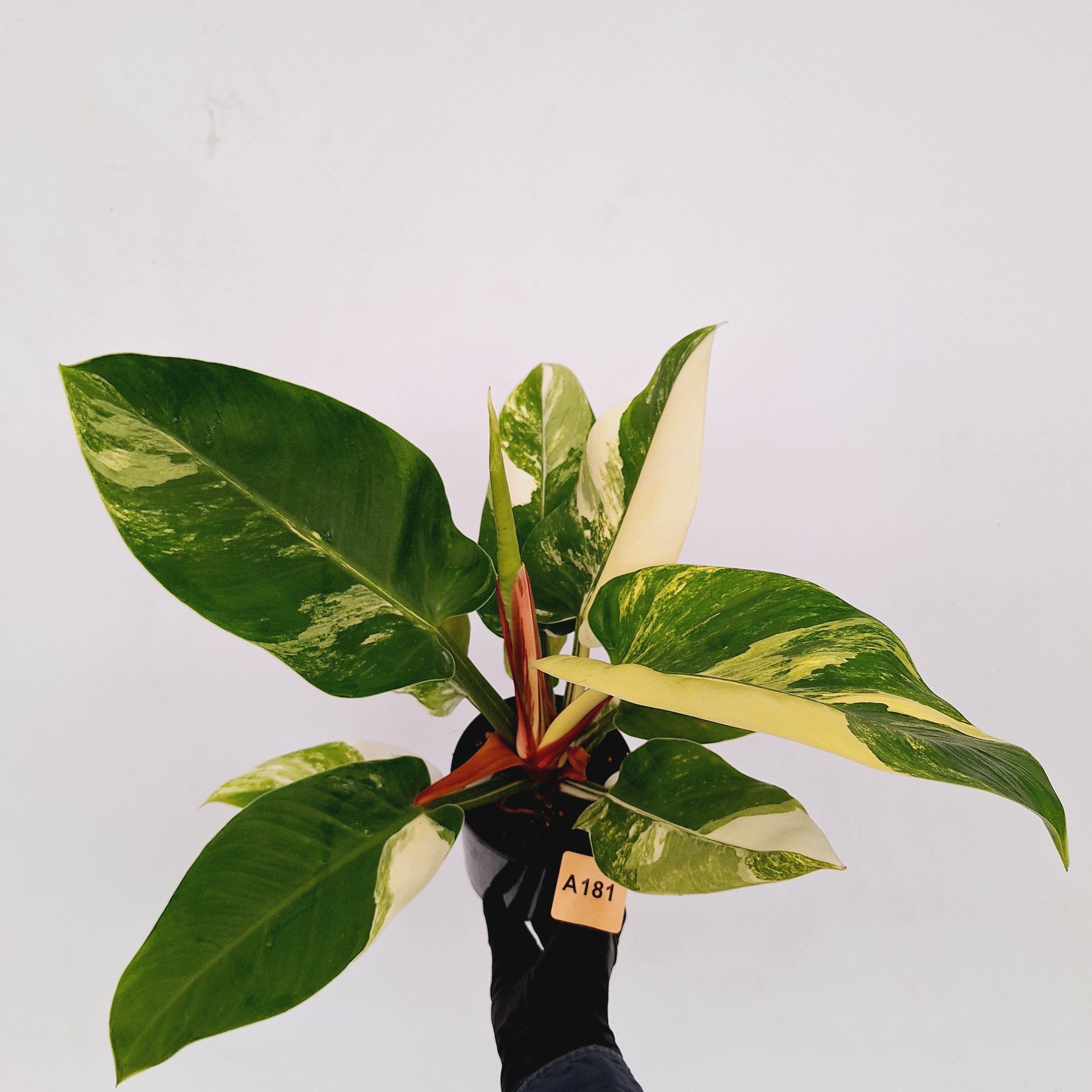 Philodendron imperial green variegata