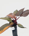 Philodendron 'Orange Princess' - FLASH SALE
