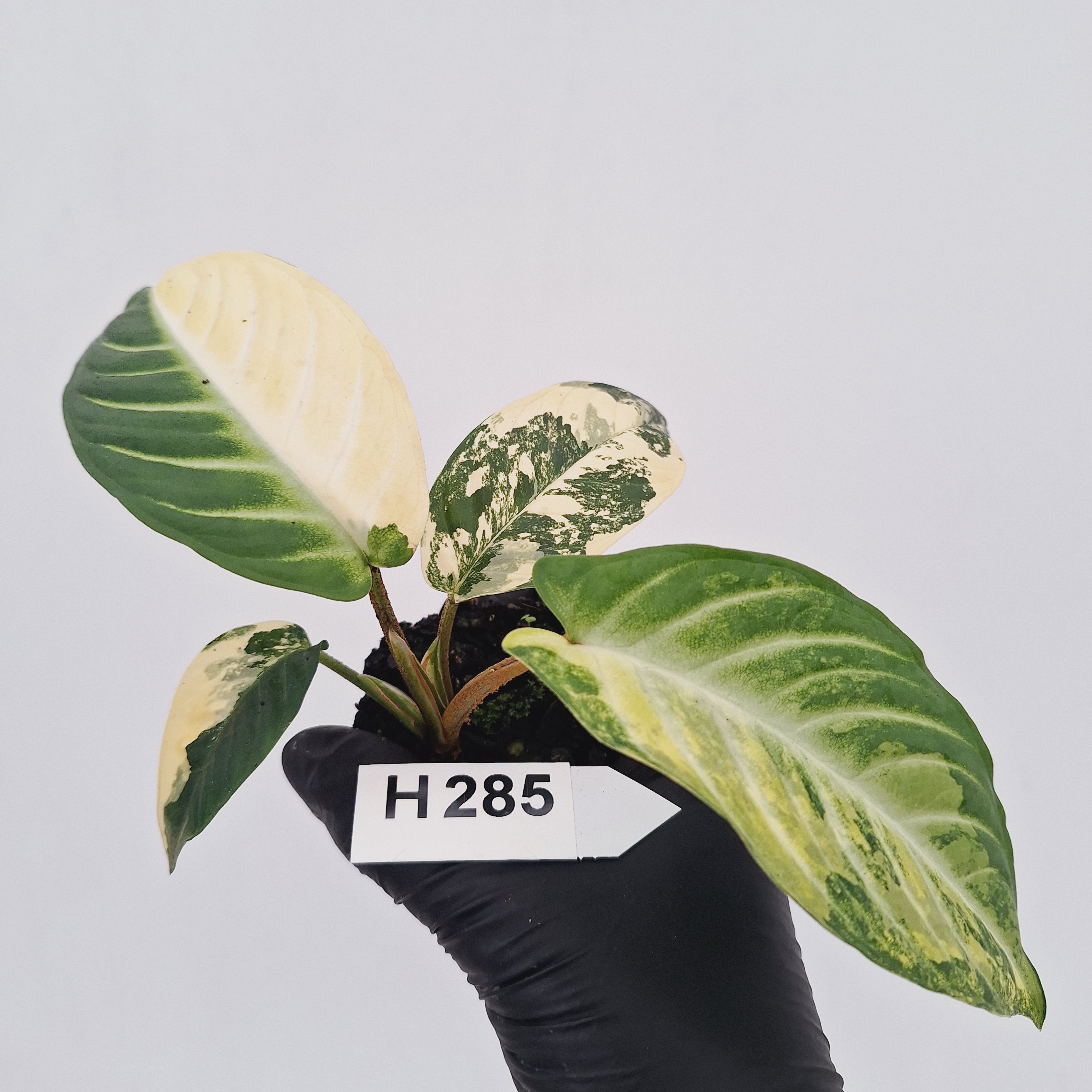 Phyllotaenium lindenii Magnificum Variegata -  Bare Bottom Baby