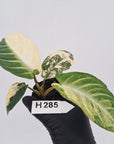 Phyllotaenium lindenii Magnificum Variegata -  Bare Bottom Baby
