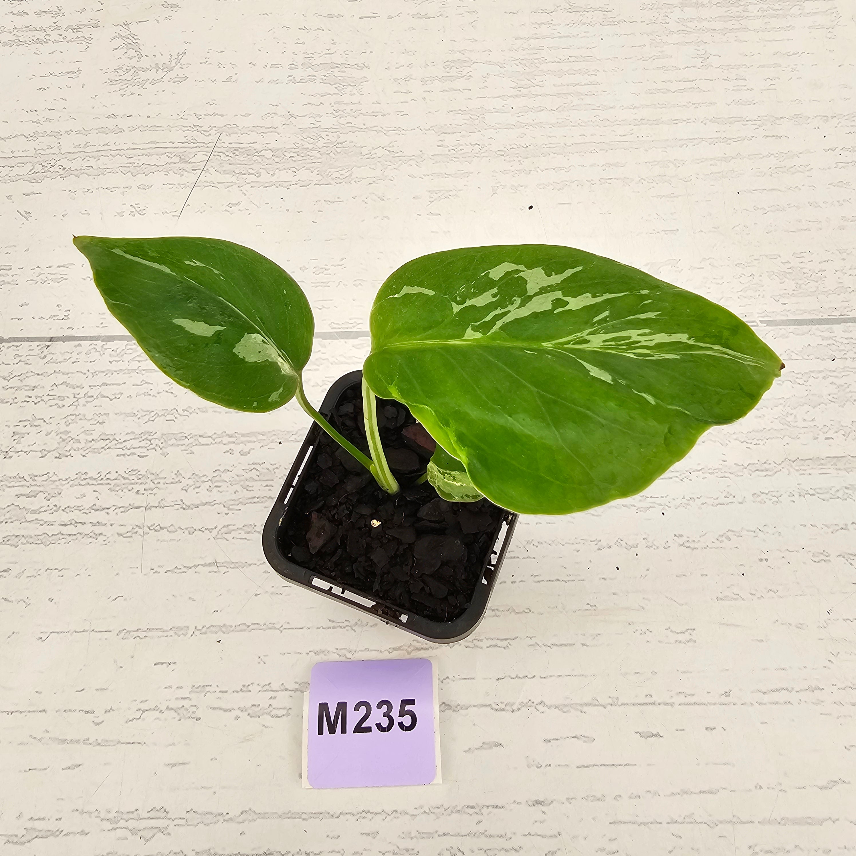 Monstera Deliciosa 'Bulbasaur' - 70mm