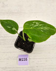 Monstera Deliciosa 'Bulbasaur' - 70mm
