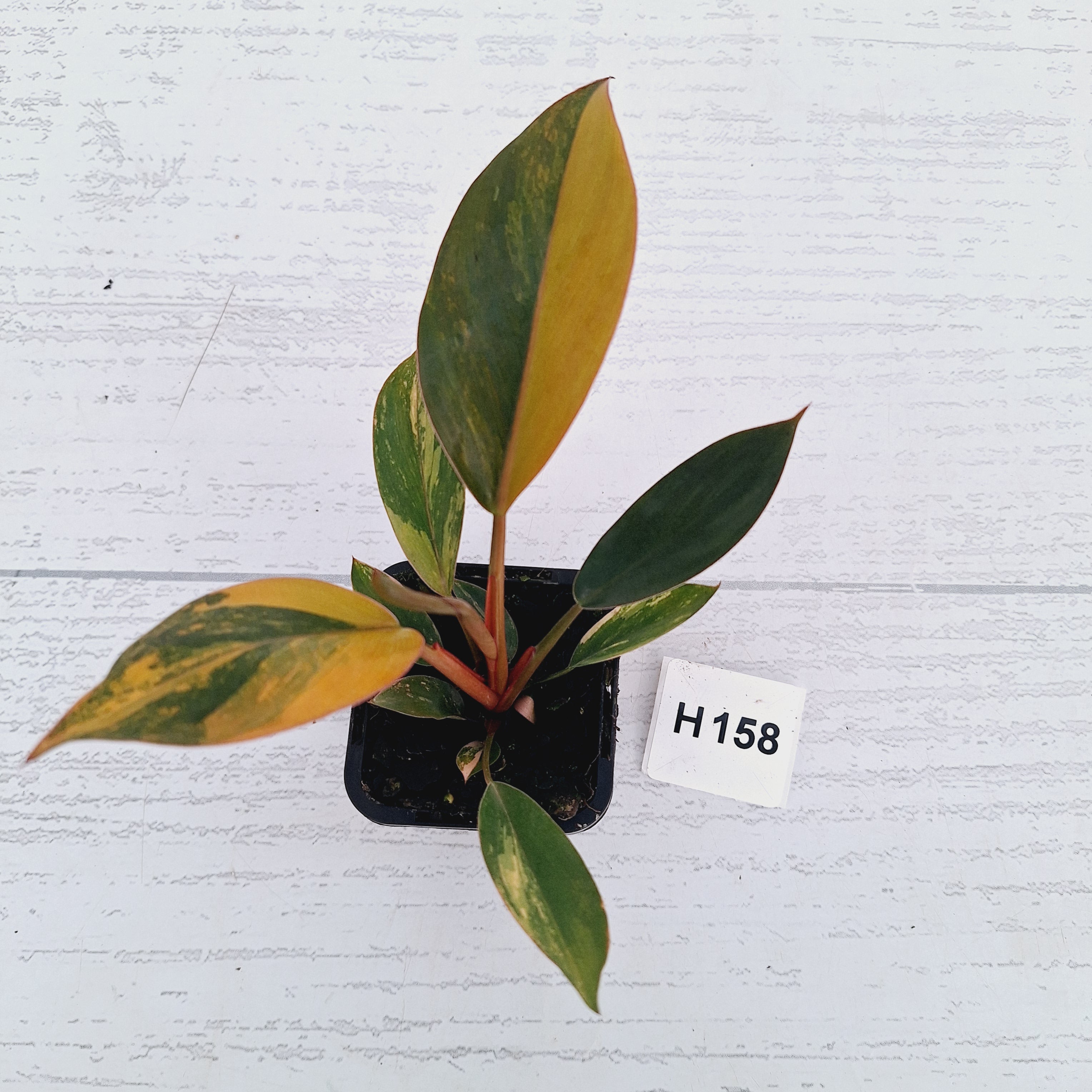Philodendron 'Rojo Congo Variegated' - SALE