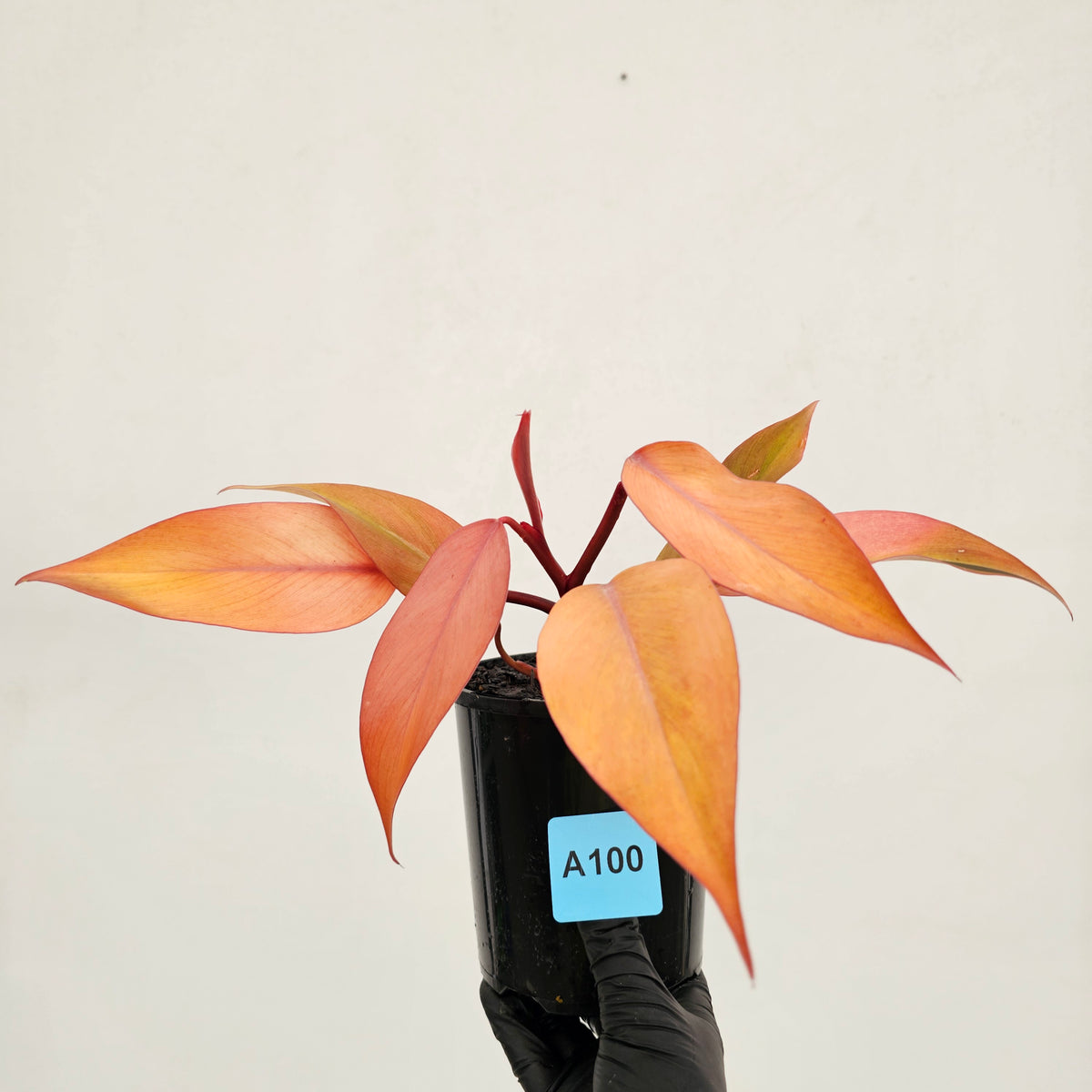Philodendron 'Orange Princess'