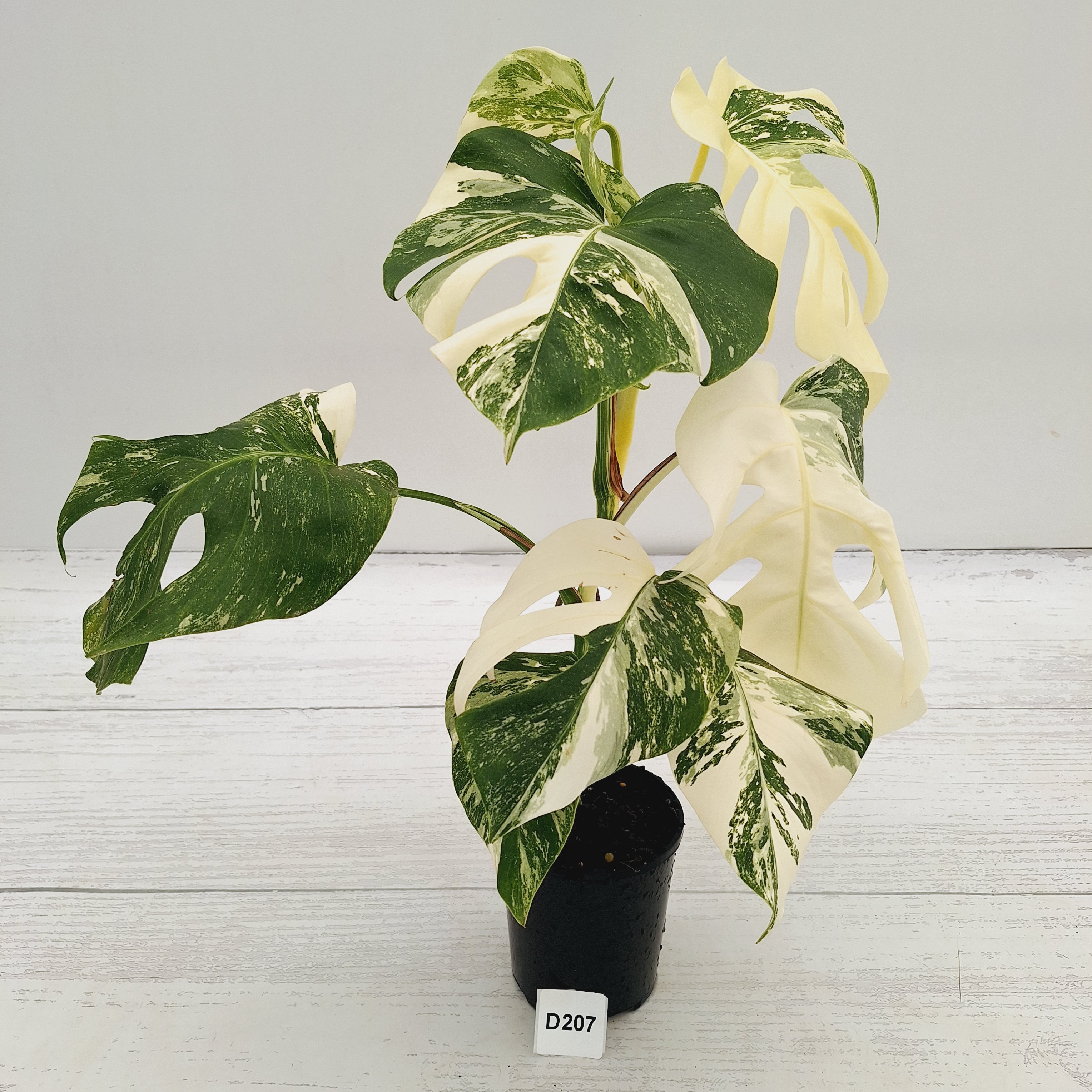 Monstera borsigiana 'Albo'