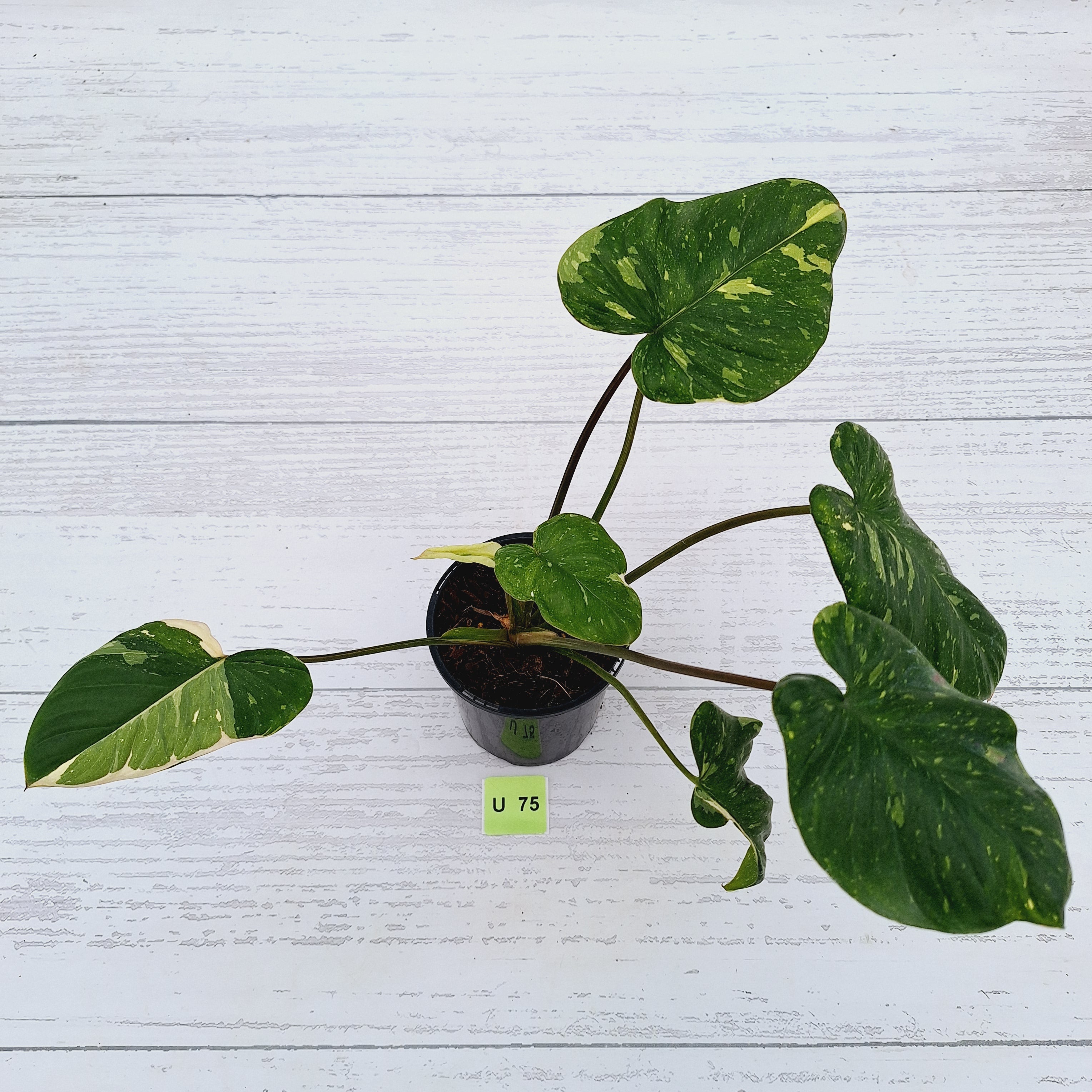 Homalomena rubescens Variegata