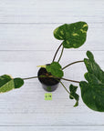 Homalomena rubescens Variegata