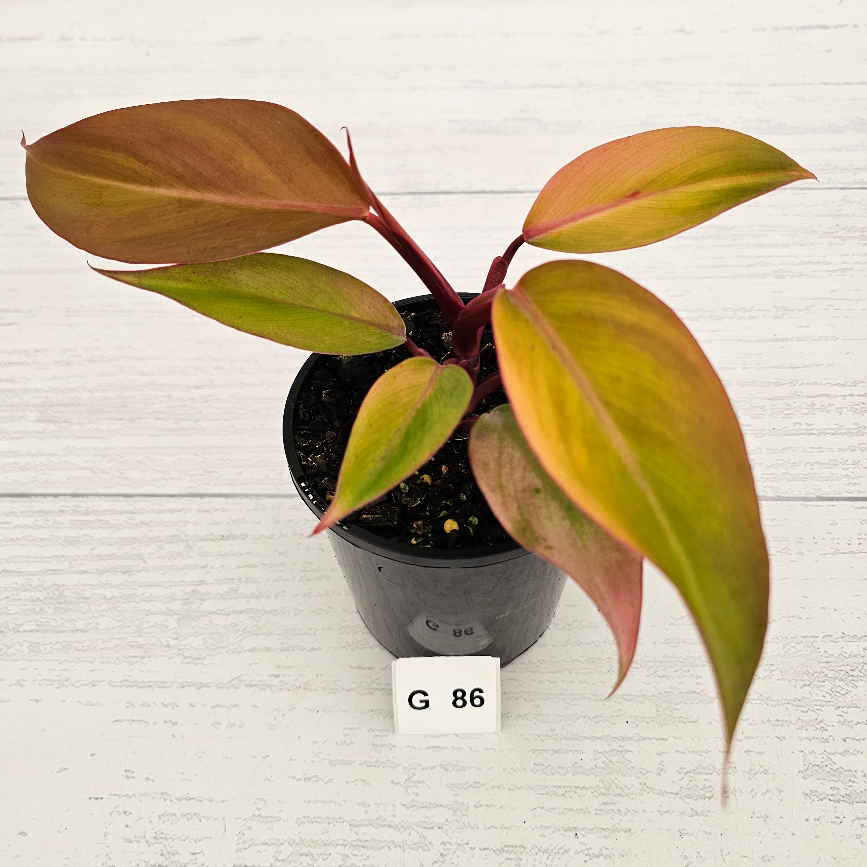 Philodendron 'Orange Princess' Sport