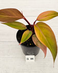 Philodendron 'Orange Princess' Sport
