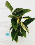 Monstera standleyana 'Cobra' - SALE