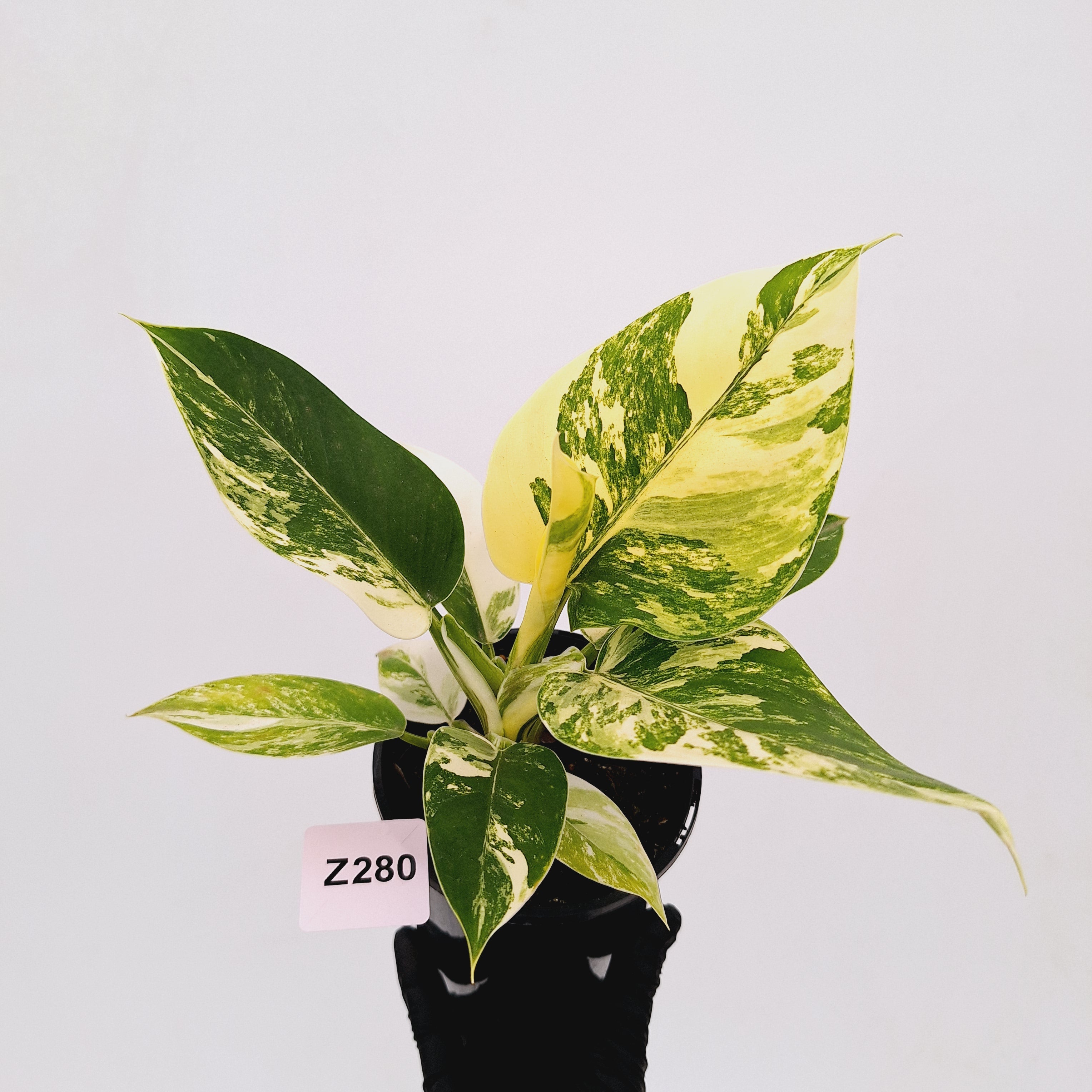 Philodendron imperial green variegata