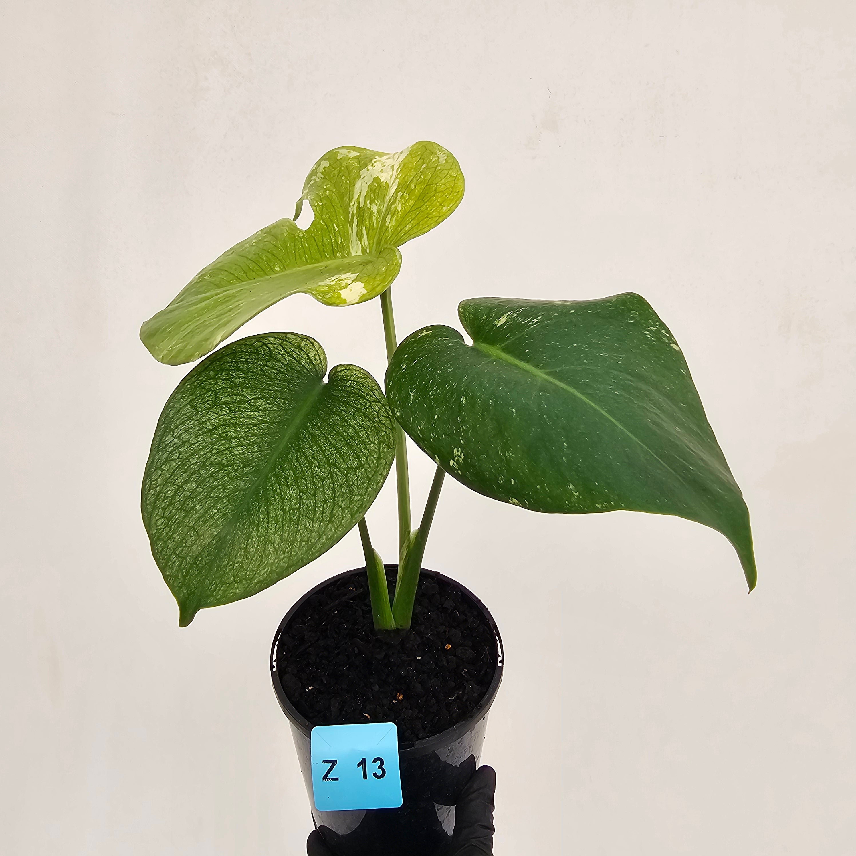 Monstera Deliciosa 'Mint'