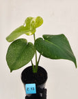 Monstera Deliciosa 'Mint'
