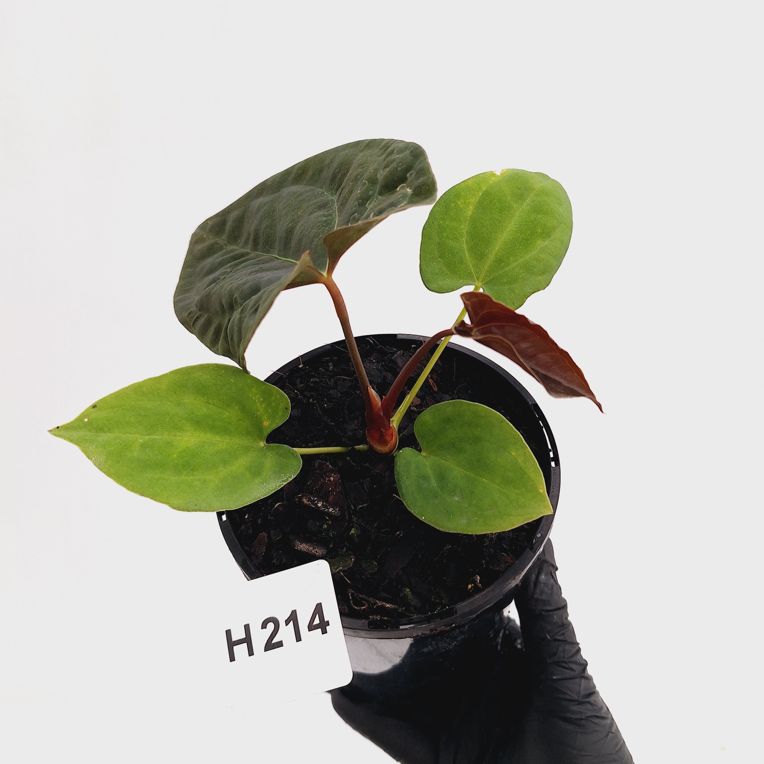Anthurium 'Black Magic'