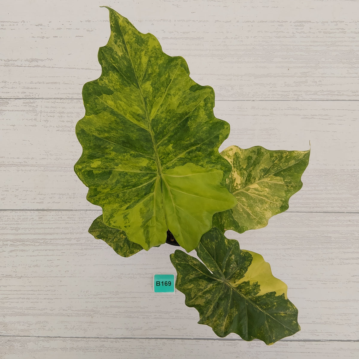 Alocasia Portora Variegata - SALE