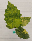 Alocasia Portora Variegata - SALE