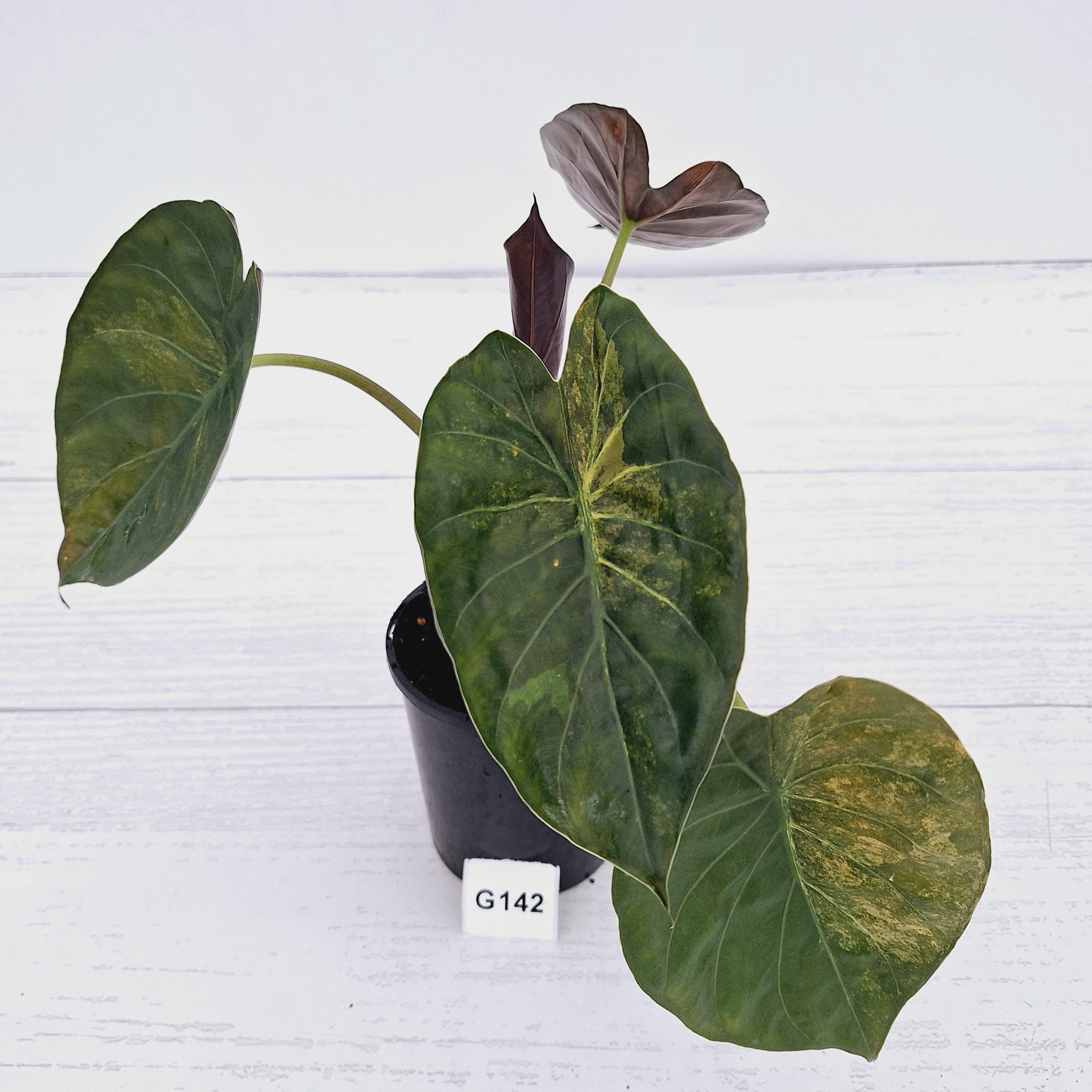 Alocasia ‘wentii’ Variegated