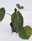 Alocasia ‘wentii’ Variegated