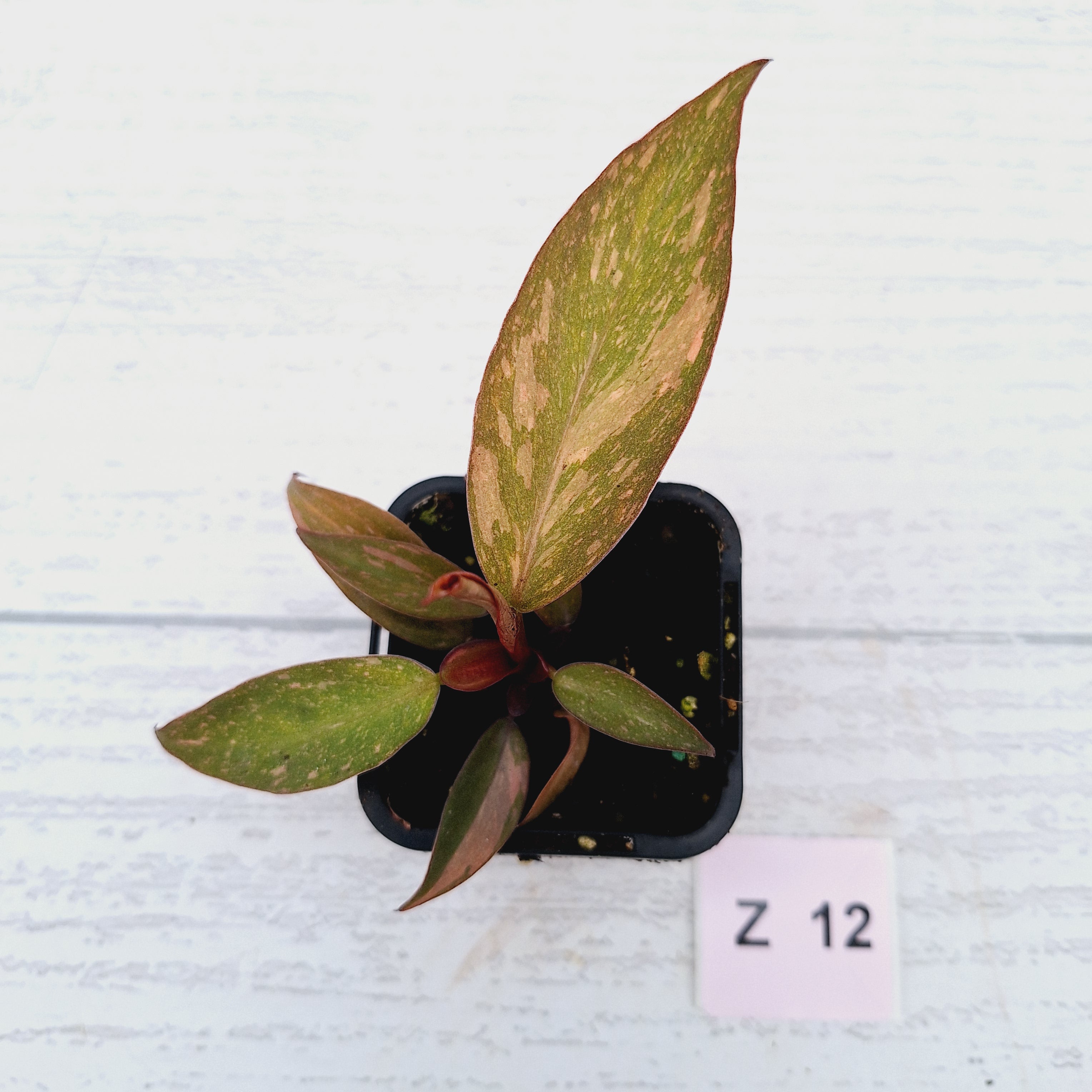 Philodendron &#39;Orange Princess&#39;