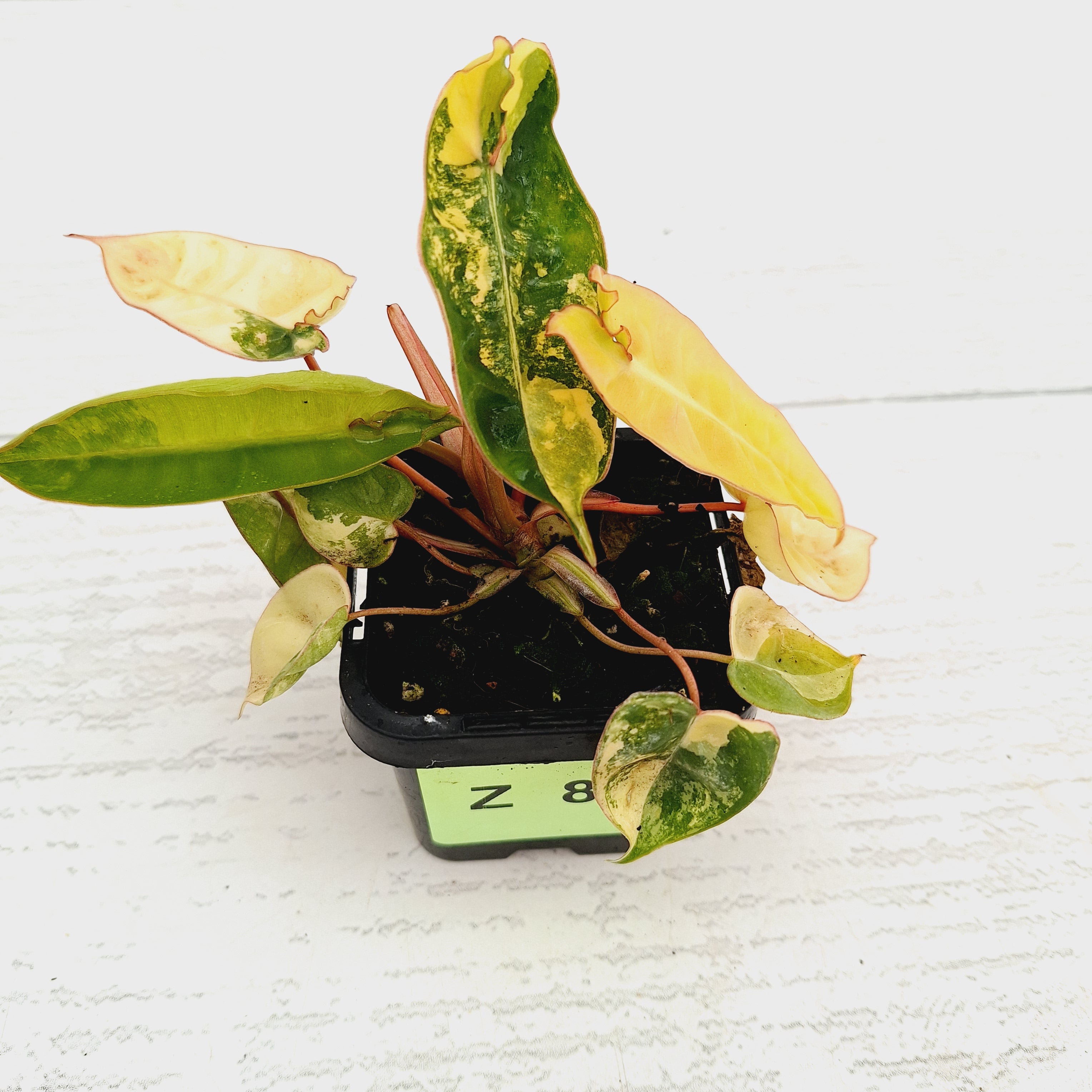 Philodendron billietiae Variegata