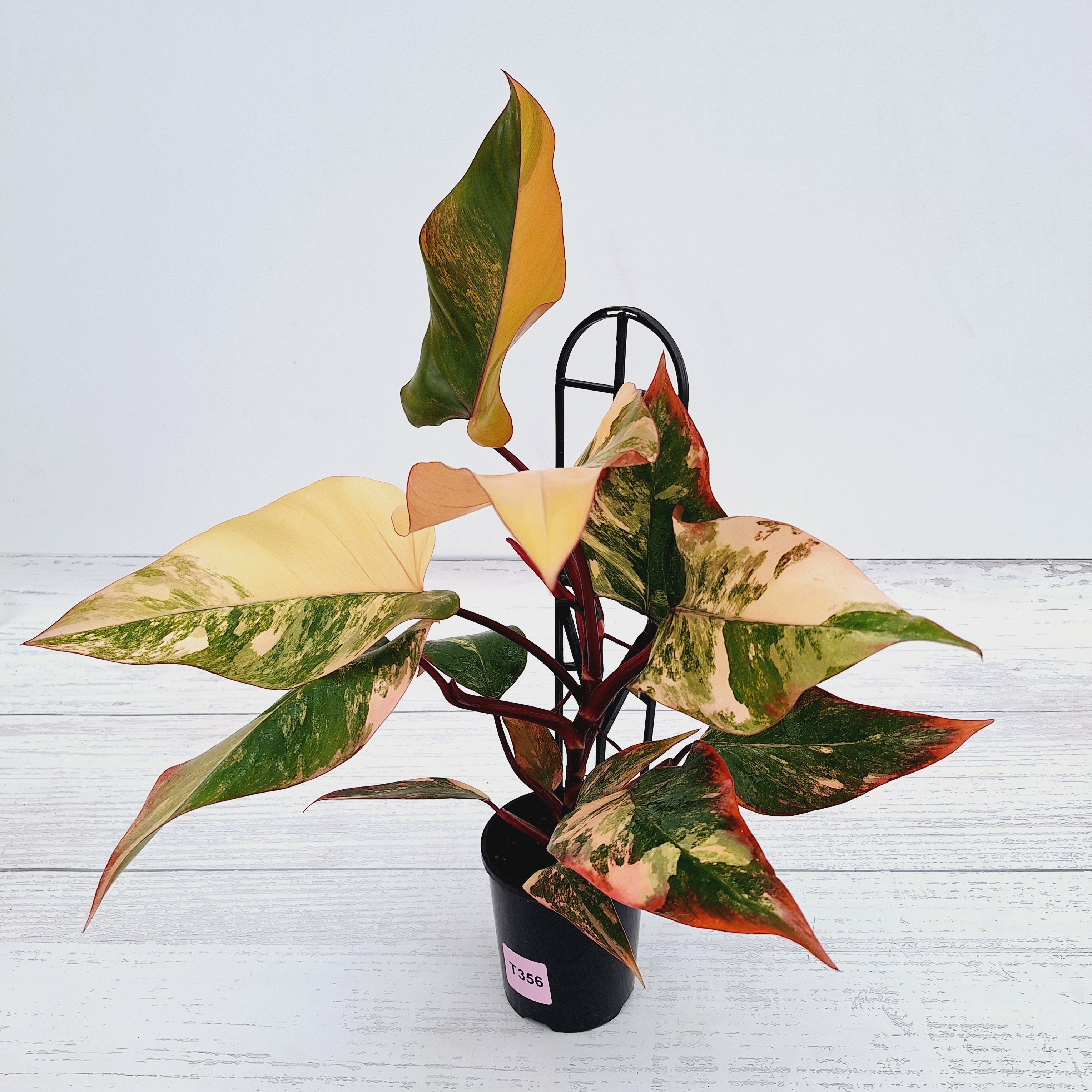 Philodendron erubescens Strawberry Shake