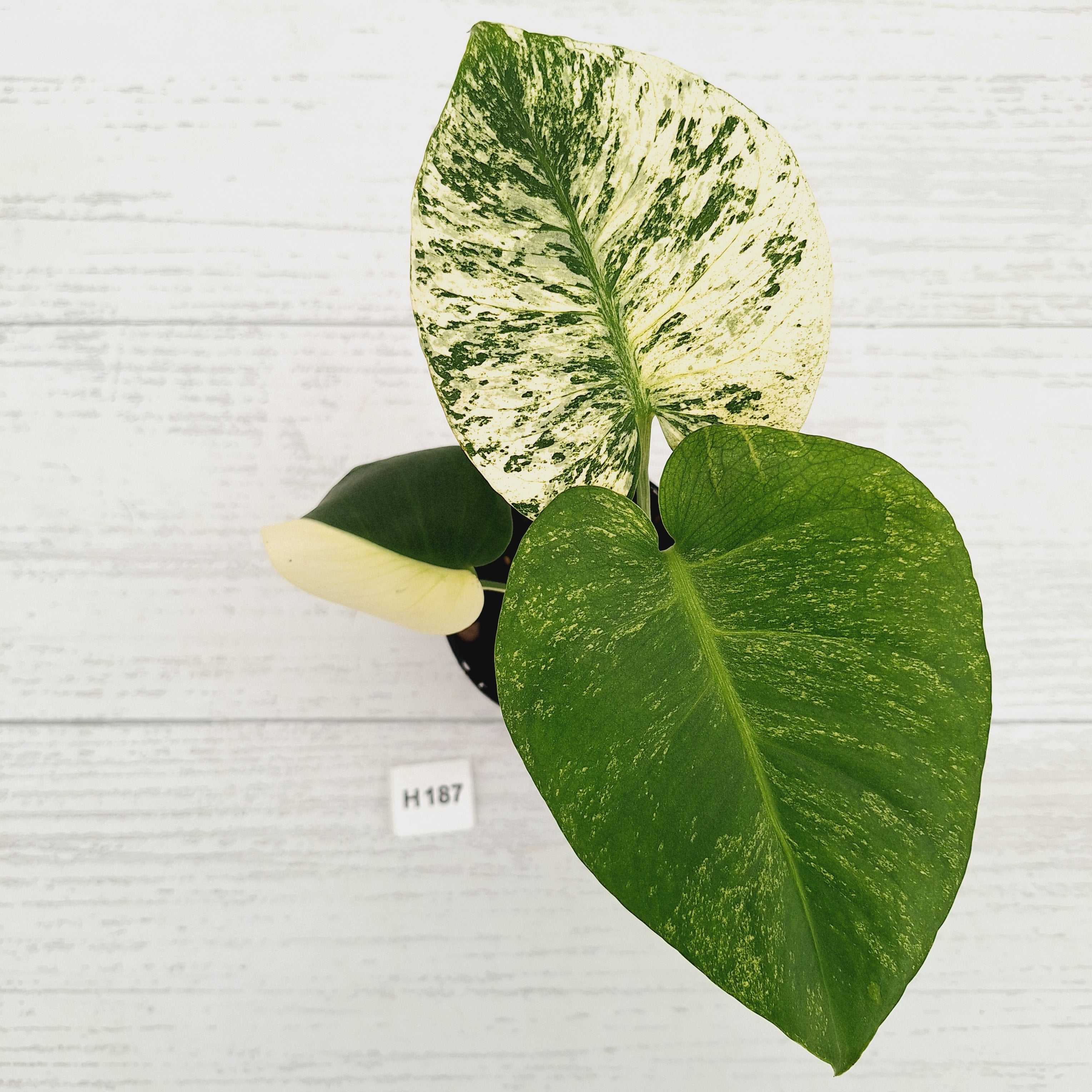 Monstera Deliciosa 'Mint'
