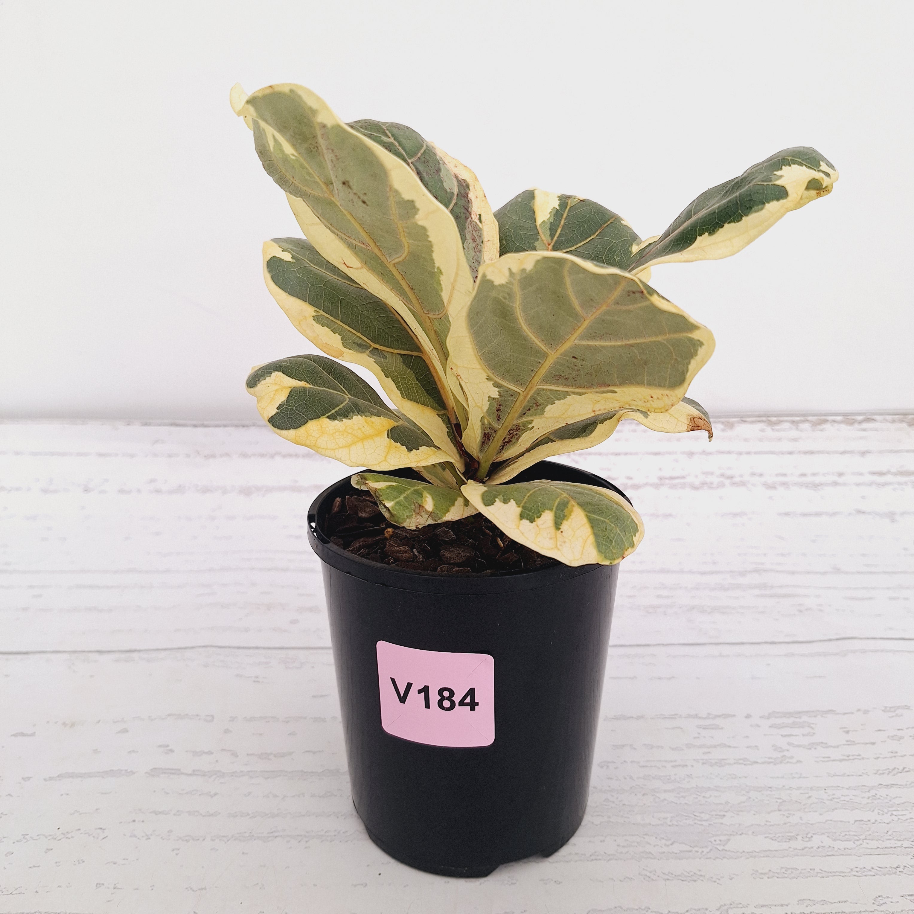 Ficus lyrata Variegata