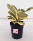 Ficus lyrata Variegata