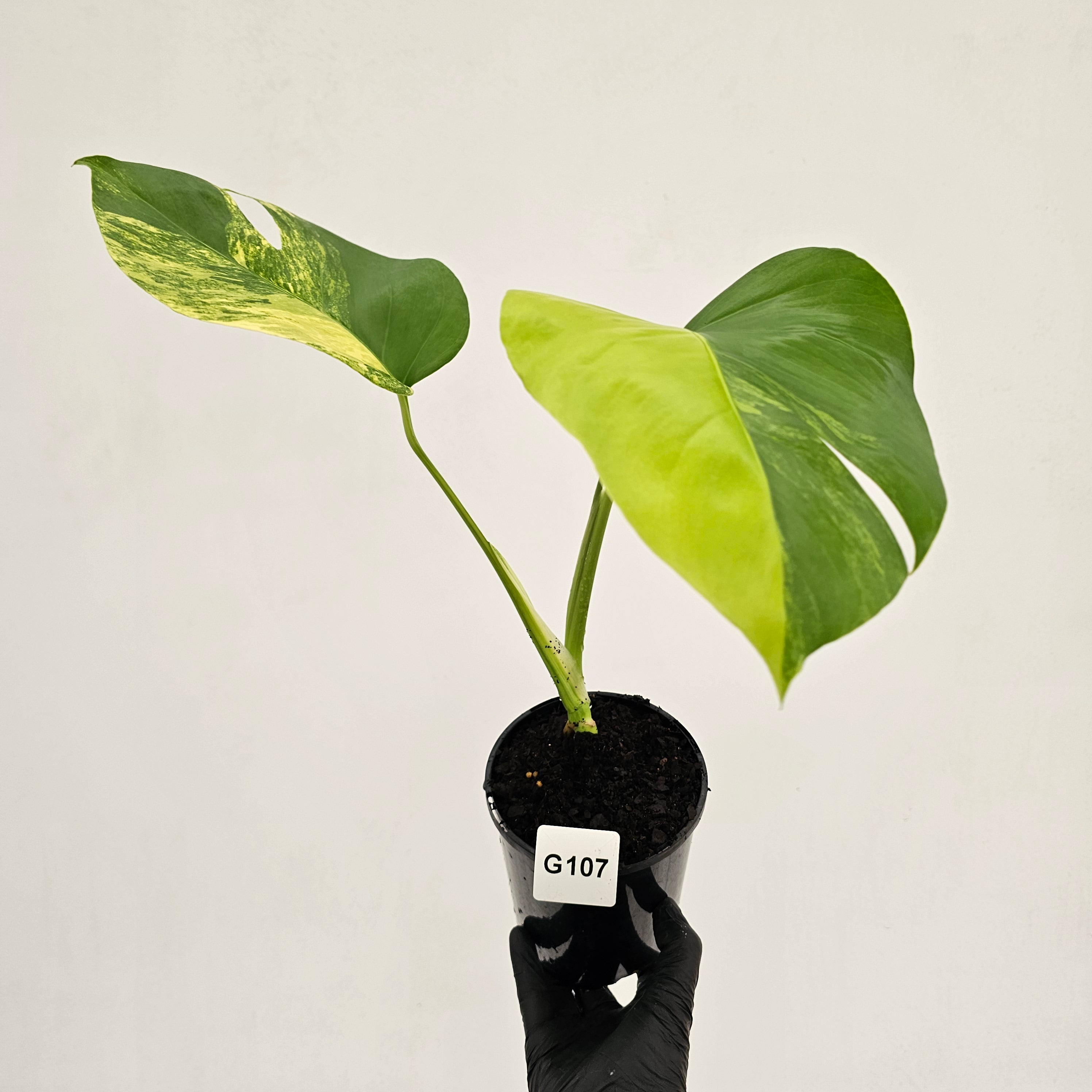 Monstera borsigiana Aurea