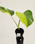 Monstera borsigiana Aurea