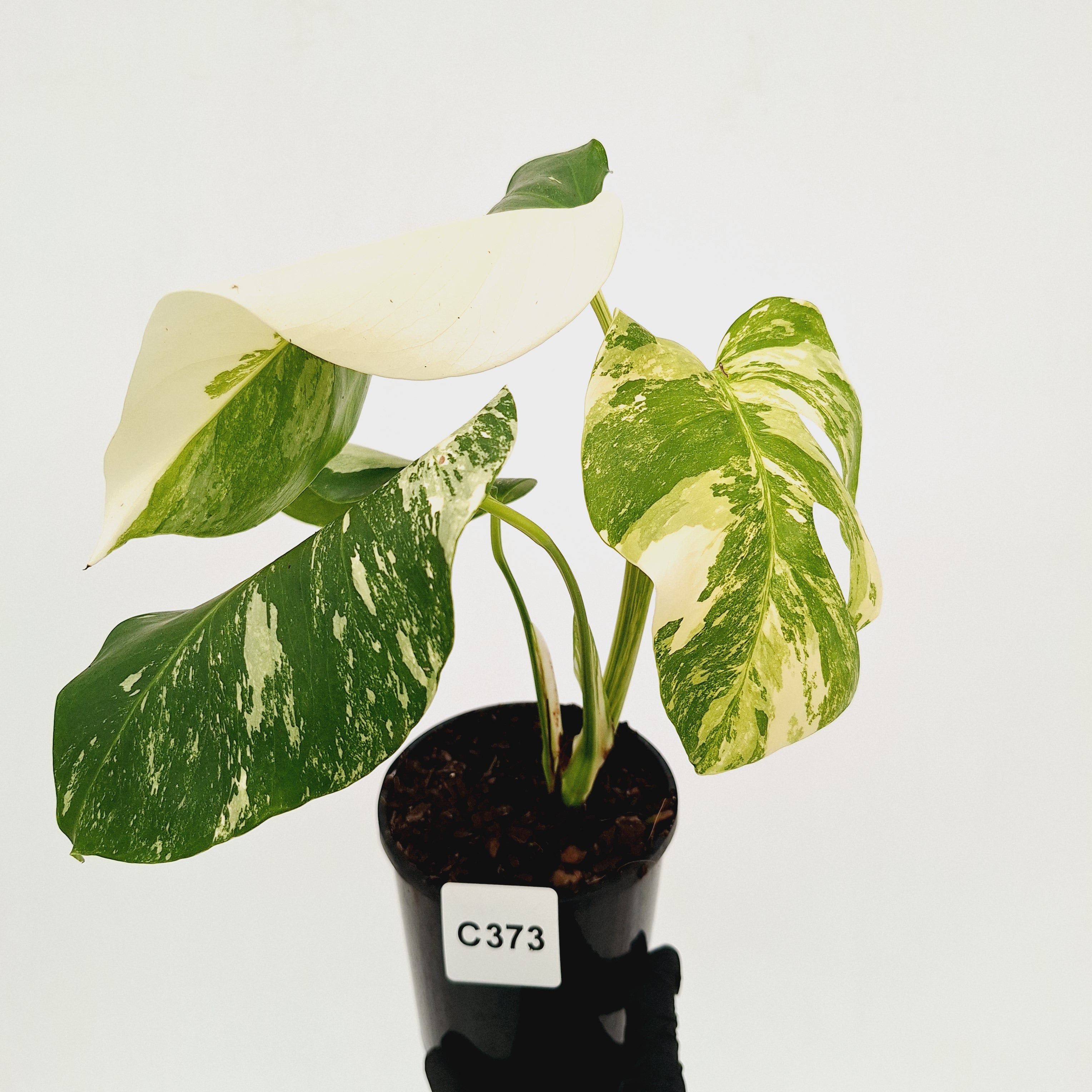 Monstera borsigiana 'Albo'