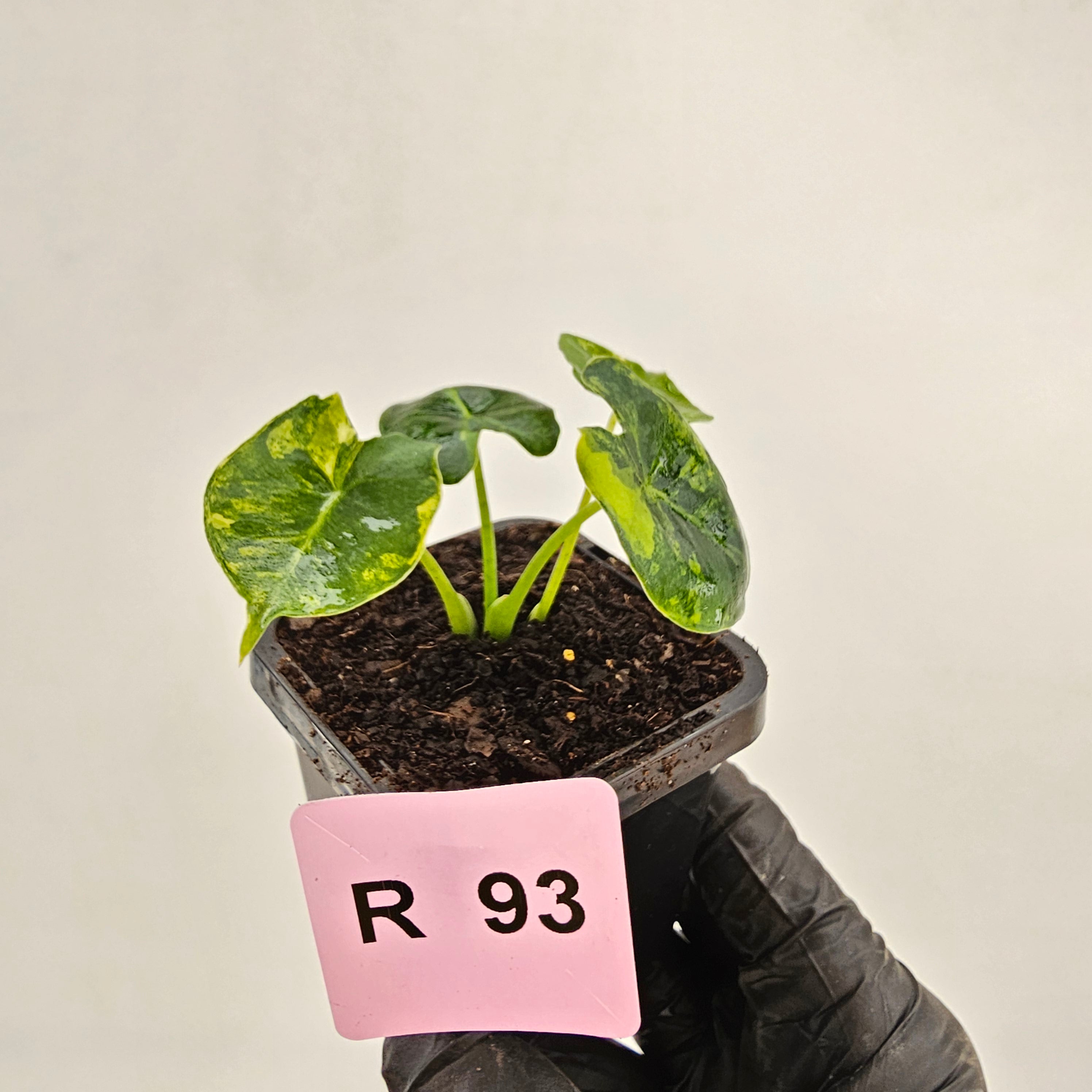 Alocasia Meclizine Aurea Variegata - Bare Bottom Baby