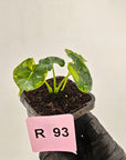 Alocasia Meclizine Aurea Variegata - Bare Bottom Baby