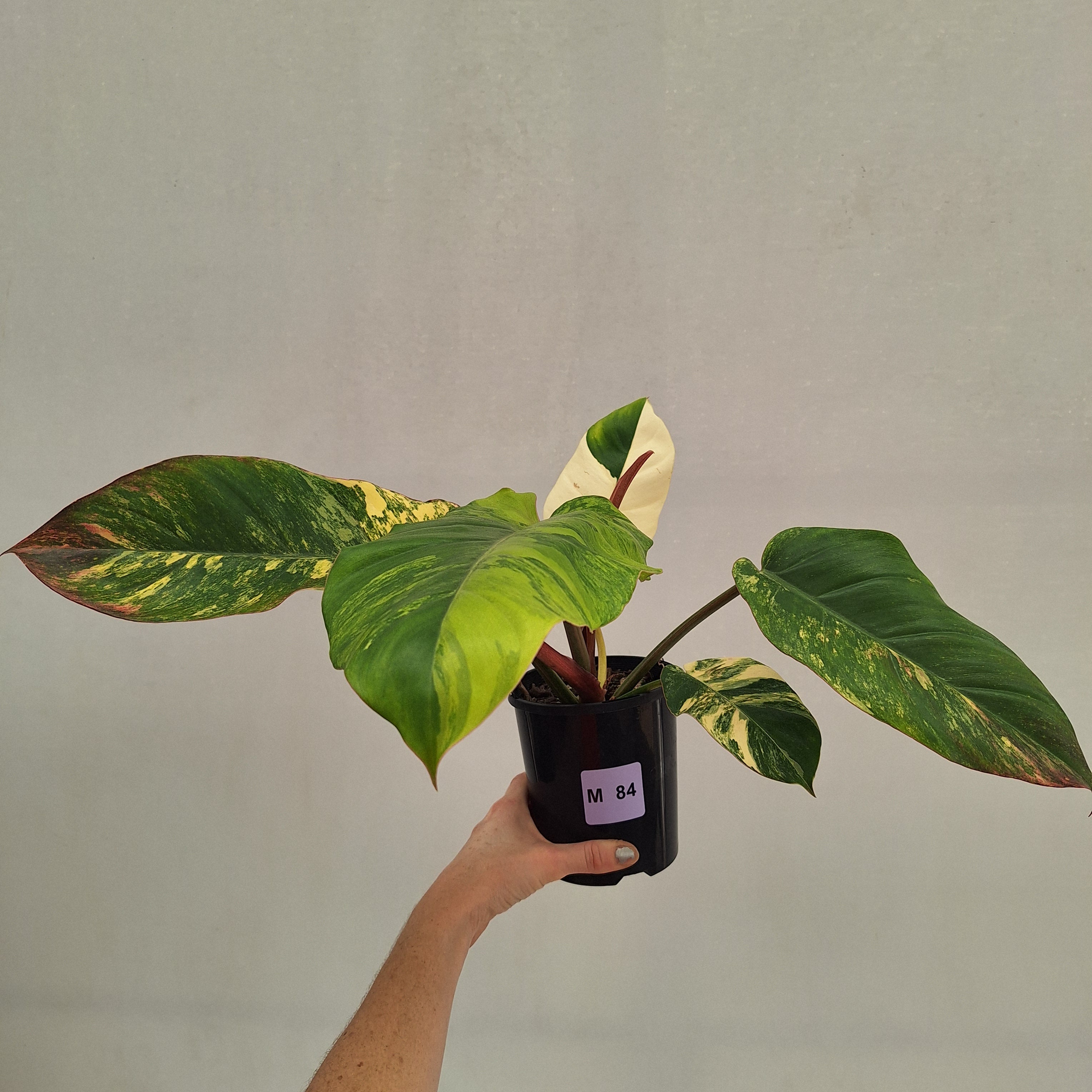 Philodendron pinnatifidum 'Jungle Fever Egg Yolk"