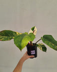 Philodendron pinnatifidum 'Jungle Fever Egg Yolk"