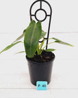Philodendron spiritus-sancti